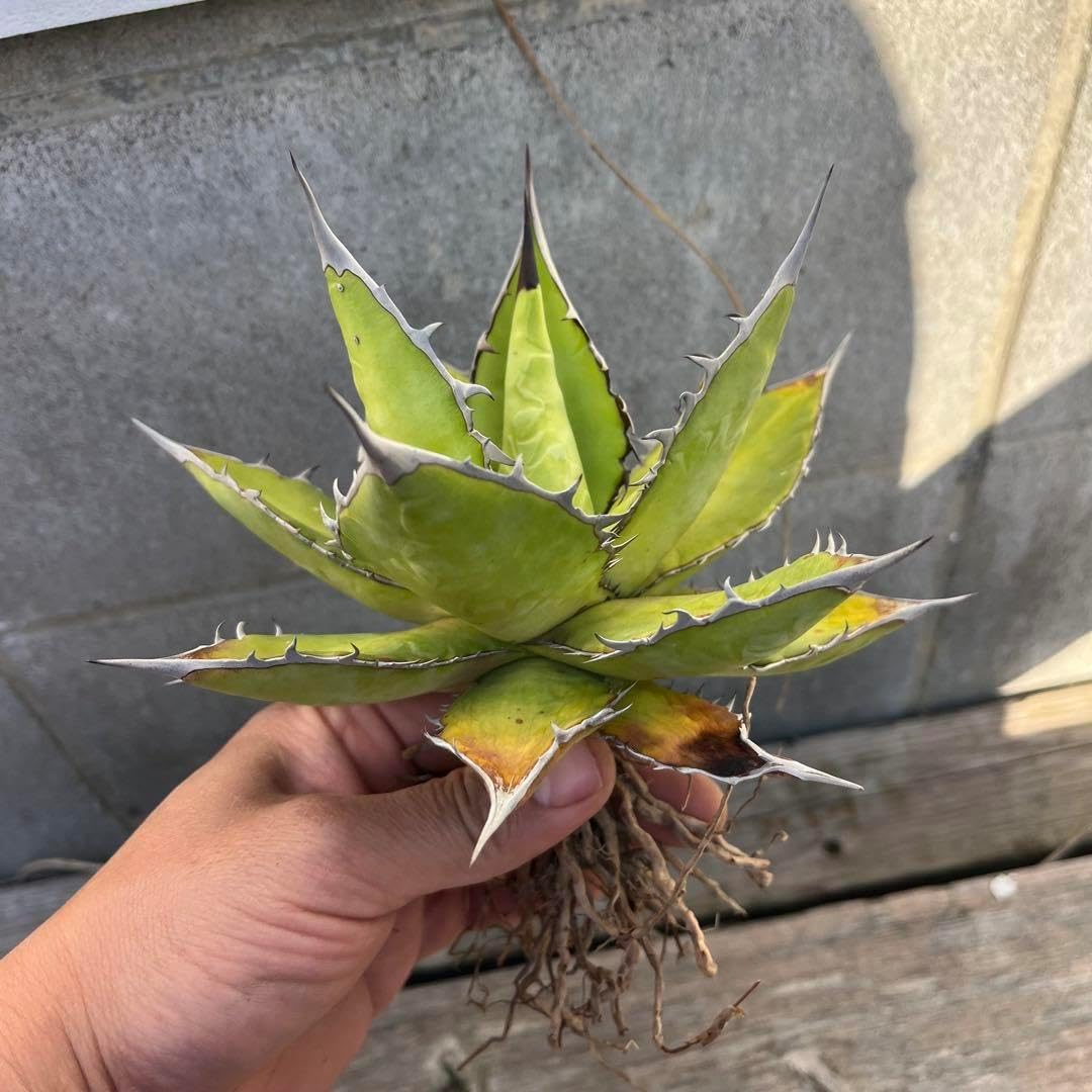 アガベ　tiho チタノタ×ホリダ　サボテン　コーデックス　パキポ　ハイブリッド アガベ tiho チタノタ×ホリダ サボテン コーデックス パキポ